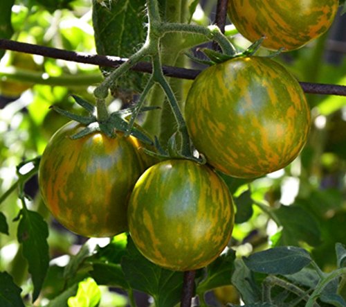 "Green Zebra" Tomato Seeds for Planting, 50+ Heirloom Seeds Per Packet, (Isla's Garden Seeds), Non GMO Seeds, Botanical Name: Solanum lycopersicum, Great Home Garden Gift