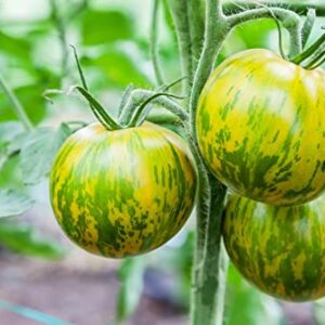 "Green Zebra" Tomato Seeds for Planting, 50+ Heirloom Seeds Per Packet, (Isla's Garden Seeds), Non GMO Seeds, Botanical Name: Solanum lycopersicum, Great Home Garden Gift