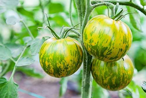 "Green Zebra" Tomato Seeds for Planting, 50+ Heirloom Seeds Per Packet, (Isla's Garden Seeds), Non GMO Seeds, Botanical Name: Solanum lycopersicum, Great Home Garden Gift