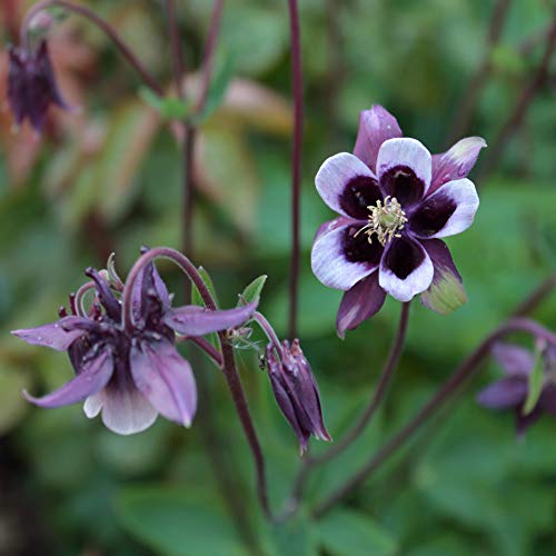 Outsidepride Columbine William Guinness Garden Flower Plant Seed - 1000 Seeds