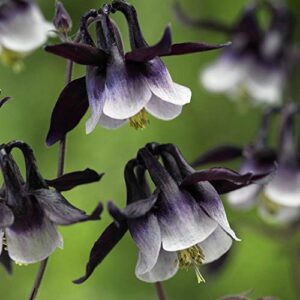 Outsidepride Columbine William Guinness Garden Flower Plant Seed - 1000 Seeds