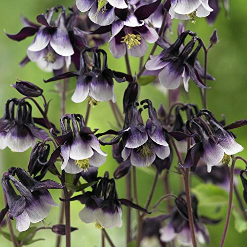 Outsidepride Columbine William Guinness Garden Flower Plant Seed - 1000 Seeds