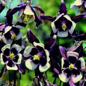 Outsidepride Columbine William Guinness Garden Flower Plant Seed - 1000 Seeds