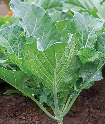 Burpee Georgia Collards Seeds 2000 seeds