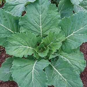 Burpee Georgia Collards Seeds 2000 seeds