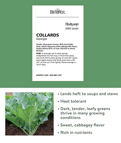 Burpee Georgia Collards Seeds 2000 seeds