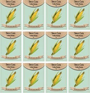 set of 12 sweet corn- golden bantam vegetable seed packs – create a deluxe garden – all seeds are heirloom – 100% non-gmo (sweet corn- golden bantam)
