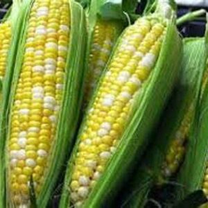 120 Peaches and Cream Hybrid Sweet Corn Seeds Heirloom Non GMO 1 oz Garden Vegetable Bulk Survival