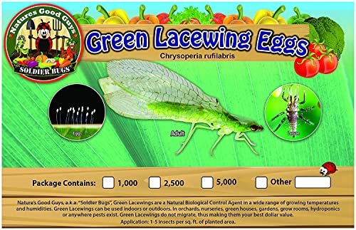 NaturesGoodGuys - Green Lacewing Eggs (2500 Eggs)