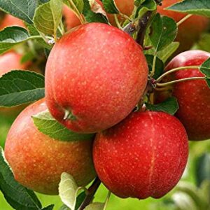 2 Honeycrisp Apple Tree Live Plant 1Ft to 2Ft Fruit Tree Tall No Ship CA Planting Ornaments Perennial Garden Ready to Grow Pots