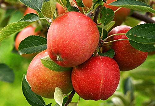 2 Honeycrisp Apple Tree Live Plant 1Ft to 2Ft Fruit Tree Tall No Ship CA Planting Ornaments Perennial Garden Ready to Grow Pots