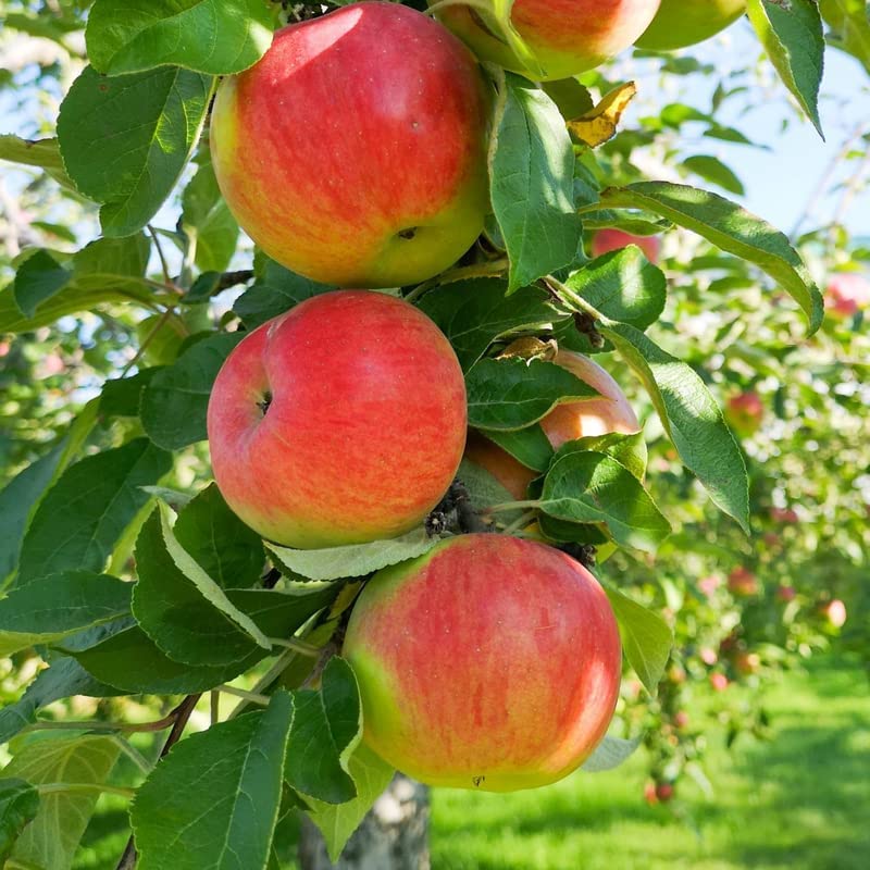 2 Honeycrisp Apple Tree Live Plant 1Ft to 2Ft Fruit Tree Tall No Ship CA Planting Ornaments Perennial Garden Ready to Grow Pots