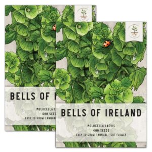 seed needs, bells of ireland seeds for planting (molucella laevis) twin pack of 400 seeds each – heirloom & open pollinated
