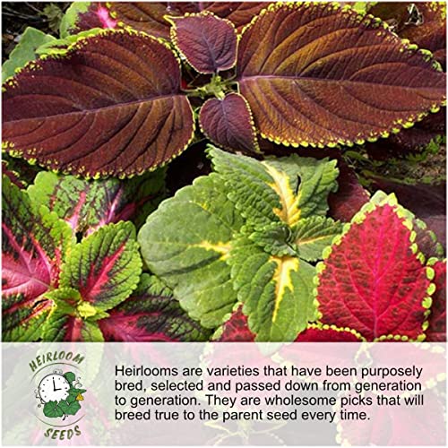 Seed Needs, Bells of Ireland Seeds for Planting (Molucella laevis) Twin Pack of 400 Seeds Each - Heirloom & Open Pollinated