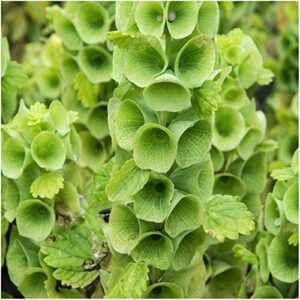 Seed Needs, Bells of Ireland Seeds for Planting (Molucella laevis) Twin Pack of 400 Seeds Each - Heirloom & Open Pollinated