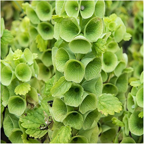 Seed Needs, Bells of Ireland Seeds for Planting (Molucella laevis) Twin Pack of 400 Seeds Each - Heirloom & Open Pollinated