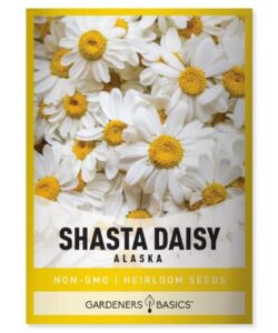 white shasta daisy flower seeds for planting (alaska, chrysanthemum maximum) perennial heirloom, non-gmo flowers seed variety- 500mg seeds great for summer cut flower gardens by gardeners basics