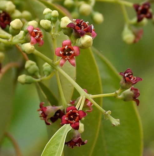 CHUXAY GARDEN Santalum Album Seed,Indian Sandalwood 10 Seeds Exotic Tropical Tree Elegant Aromatic Tree Great for Garden