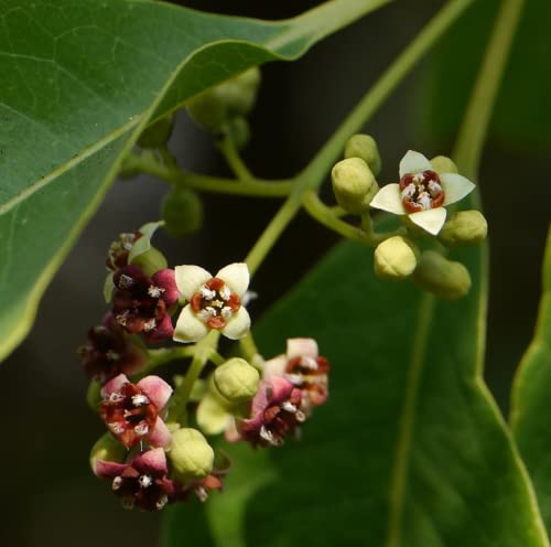 CHUXAY GARDEN Santalum Album Seed,Indian Sandalwood 10 Seeds Exotic Tropical Tree Elegant Aromatic Tree Great for Garden