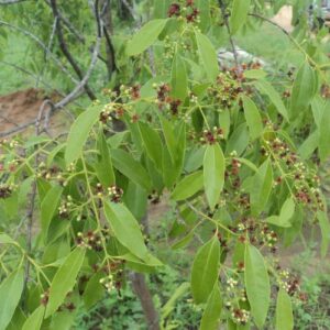 CHUXAY GARDEN Santalum Album Seed,Indian Sandalwood 10 Seeds Exotic Tropical Tree Elegant Aromatic Tree Great for Garden