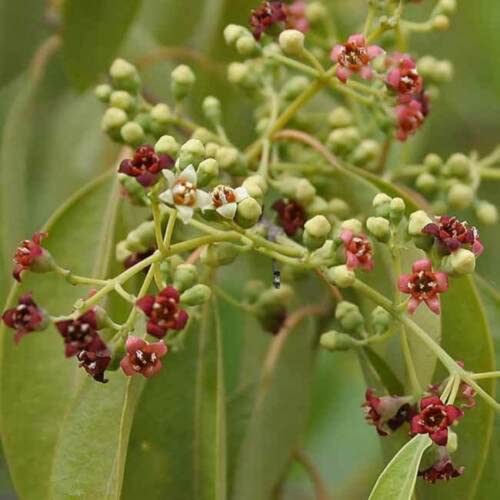 CHUXAY GARDEN Santalum Album Seed,Indian Sandalwood 10 Seeds Exotic Tropical Tree Elegant Aromatic Tree Great for Garden