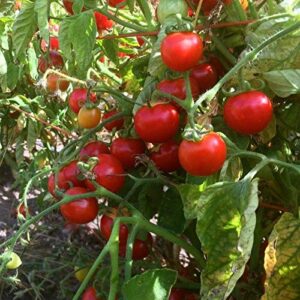 washington cherry tomato seeds (20 seed pack)