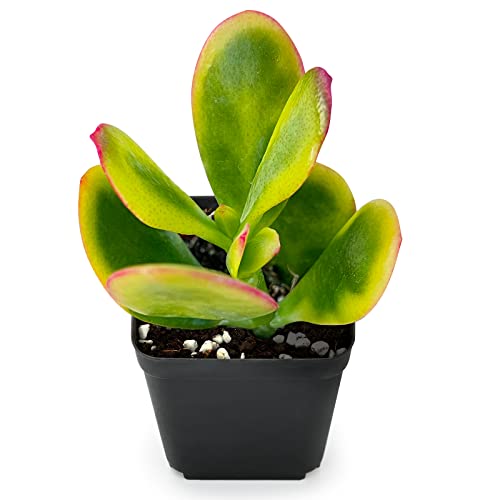 Little Crassula Ovata 'Hummel Sunset', 1 Live Mini Golden Jade Potted with Soil Mix, Real House Plant for Party Favors Home Indoor Outdoor Garden Wedding Decoration DIY Project Gift, Fully Rooted