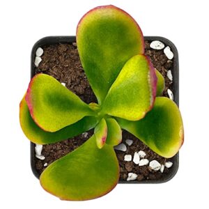 Little Crassula Ovata 'Hummel Sunset', 1 Live Mini Golden Jade Potted with Soil Mix, Real House Plant for Party Favors Home Indoor Outdoor Garden Wedding Decoration DIY Project Gift, Fully Rooted