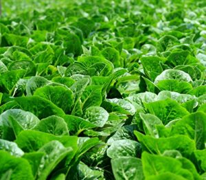 parris island cos romaine lettuce heirloom garden seeds – b144 (700 seeds, or 1 gram)