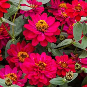 outsidepride zinnia profusion double hot cherry heat & drought tolerant garden cut flowers – 50 seeds