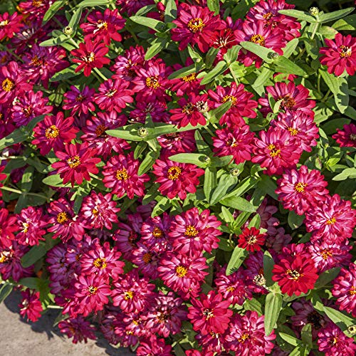 Outsidepride Zinnia Profusion Double Hot Cherry Heat & Drought Tolerant Garden Cut Flowers - 50 Seeds