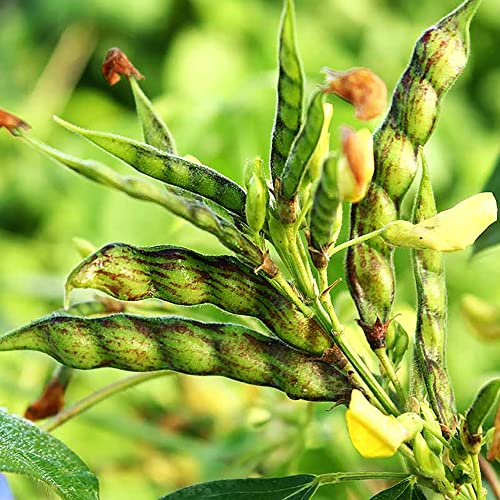 Pigeon Pea Seeds Cajanus Cajan GMO Free Drought Tolerant Attracts Bees Annual Trellises Garden 50Pcs Vegetable Seeds YEGAOL Garden