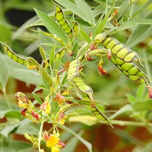 Pigeon Pea Seeds Cajanus Cajan GMO Free Drought Tolerant Attracts Bees Annual Trellises Garden 50Pcs Vegetable Seeds YEGAOL Garden