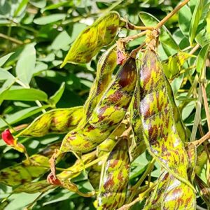 Pigeon Pea Seeds Cajanus Cajan GMO Free Drought Tolerant Attracts Bees Annual Trellises Garden 50Pcs Vegetable Seeds YEGAOL Garden