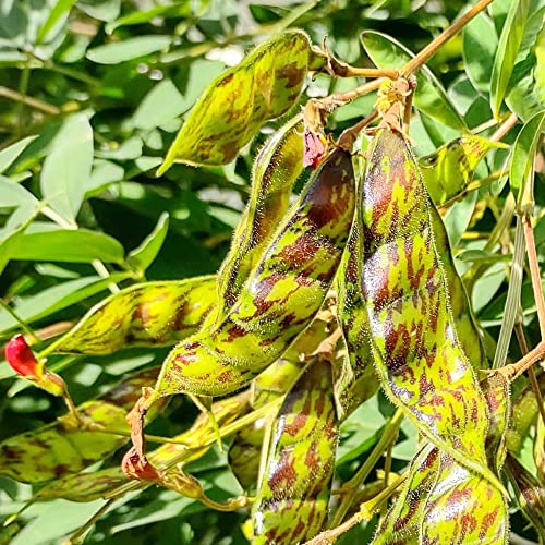 Pigeon Pea Seeds Cajanus Cajan GMO Free Drought Tolerant Attracts Bees Annual Trellises Garden 50Pcs Vegetable Seeds YEGAOL Garden