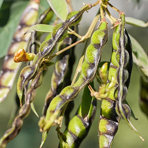 Pigeon Pea Seeds Cajanus Cajan GMO Free Drought Tolerant Attracts Bees Annual Trellises Garden 50Pcs Vegetable Seeds YEGAOL Garden