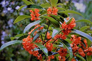 new life nursery & garden / – red flowering fragrant tea olive (osmanthus), quart pot,