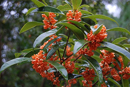 New Life Nursery & Garden / - Red Flowering Fragrant Tea Olive (osmanthus), Quart Pot,