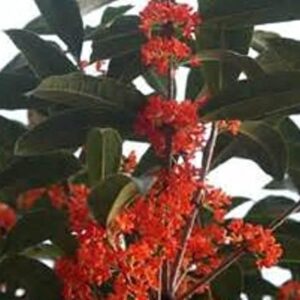 New Life Nursery & Garden / - Red Flowering Fragrant Tea Olive (osmanthus), Quart Pot,