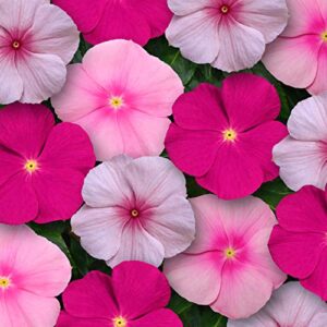 outsidepride vinca periwinkle titan bubble gum garden flower, ground cover, & container plant mix – 50 seeds