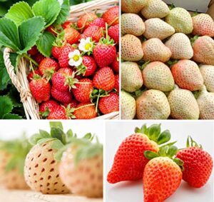 200+ white strawberry and red strawberry seeds bonsai berry fruit plants garden non-gmo