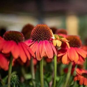 CHUXAY GARDEN Firebird Echinacea Seed,Echinacea 'Firebird', Red Coneflower 100 Seeds Rare Hardy Flowering Plant Beautiful Potted Plants