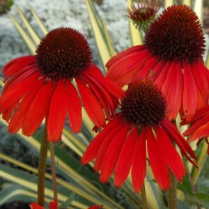 chuxay garden firebird echinacea seed,echinacea ‘firebird’, red coneflower 100 seeds rare hardy flowering plant beautiful potted plants