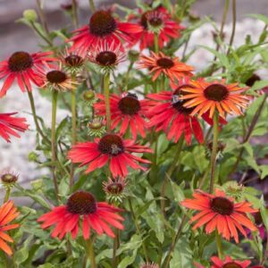 CHUXAY GARDEN Firebird Echinacea Seed,Echinacea 'Firebird', Red Coneflower 100 Seeds Rare Hardy Flowering Plant Beautiful Potted Plants