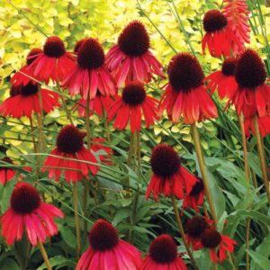 CHUXAY GARDEN Firebird Echinacea Seed,Echinacea 'Firebird', Red Coneflower 100 Seeds Rare Hardy Flowering Plant Beautiful Potted Plants