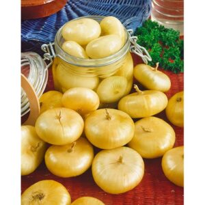 250 cipollini yellow onion seeds for planting heirloom non gmo 1 grams garden vegetable bulk survival