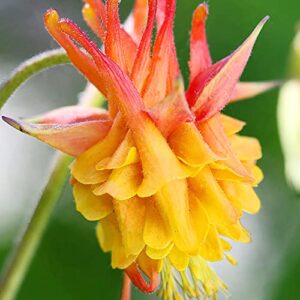 double orange yellow columbine seeds perennial low maintenance cut flower showy deer & rabbit resistant attracts pollinators beds borders outdoor 50pcs flower seeds by yegaol garden