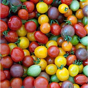 rainbow cherry mix tomato seeds (20+ seeds) | non gmo | vegetable fruit herb flower seeds for planting | home garden greenhouse pack
