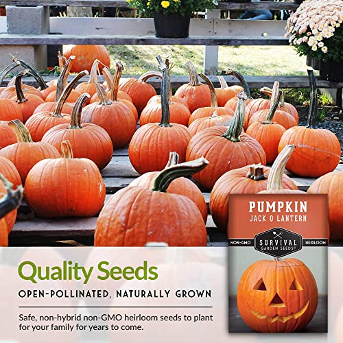 Survival Garden Seeds - Jack-O-Lantern Pumpkin Seed for Planting - 3 Packs with Instructions to Plant and Grow Orange Carving Pumpkins in Your Home Vegetable Garden - Non-GMO Heirloom Variety