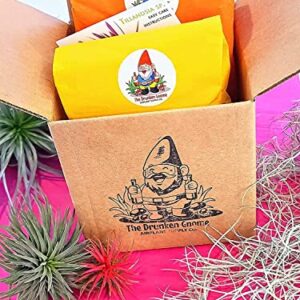 The Drunken Gnome AIR Plants – Andreana – 3 Pack - air Purifying Flowering Tillandsia for Terrarium, Fairy Garden Starter kit, Home Office, Indoor Outdoor, Corporate Gift (3 Pack)